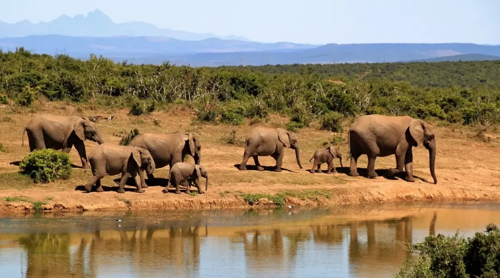 Elephants in the wild, one of the best places to see in the world for wildlife enthusiasts."