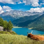 A picturesque alpine landscape showcasing why Switzerland is one of the best countries to visit in February, featuring a highland cow resting on a grassy hill, overlooking a pristine blue lake surrounded by lush forests and snow-capped mountains.