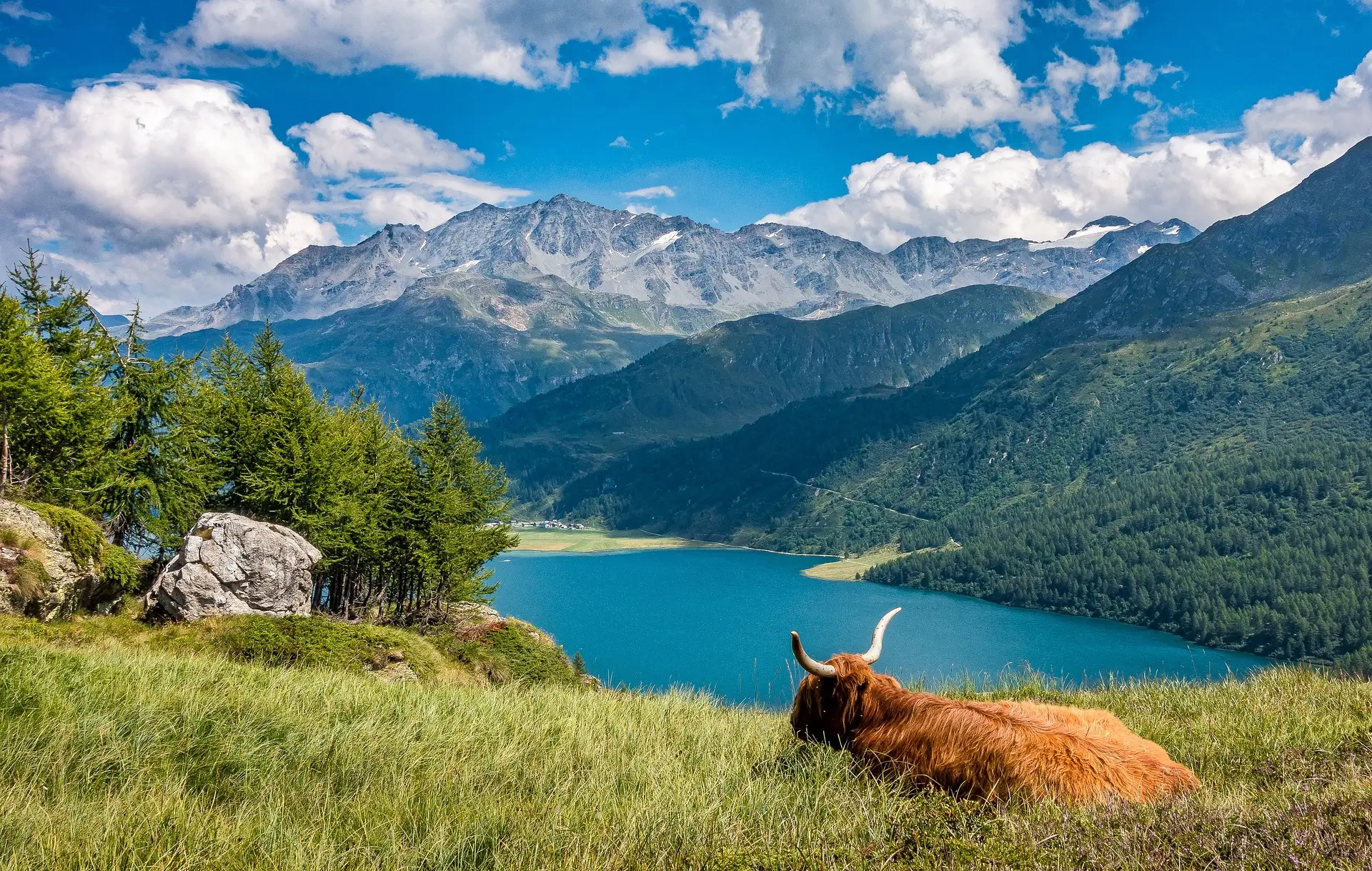 A picturesque alpine landscape showcasing why Switzerland is one of the best countries to visit in February, featuring a highland cow resting on a grassy hill, overlooking a pristine blue lake surrounded by lush forests and snow-capped mountains.