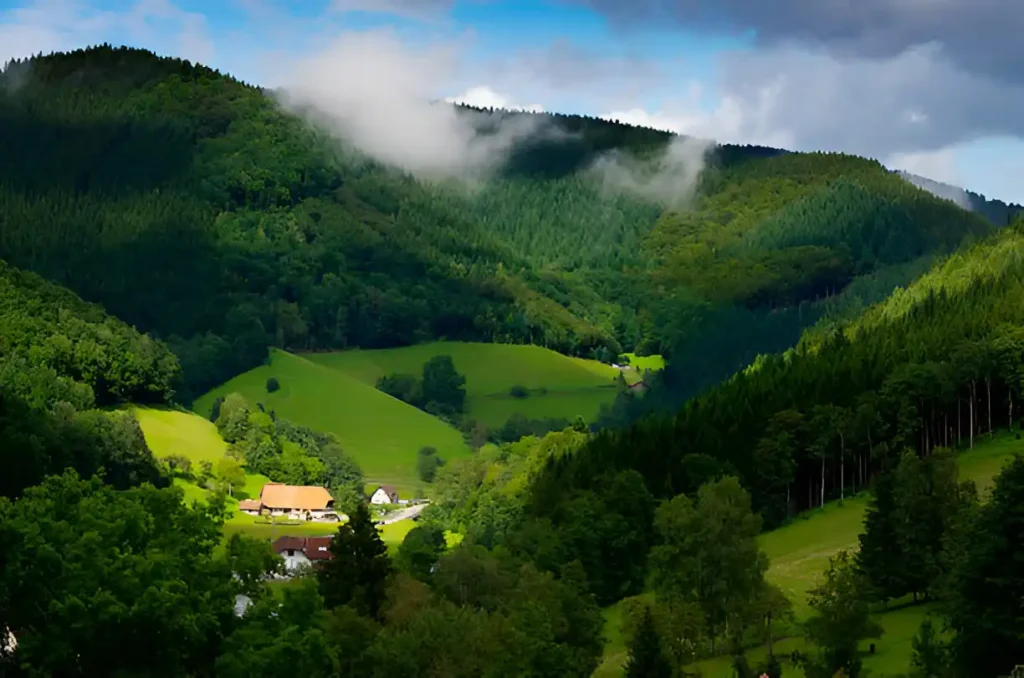 Dense forested hills of the Black Forest in Germany, bathed in soft sunlight.