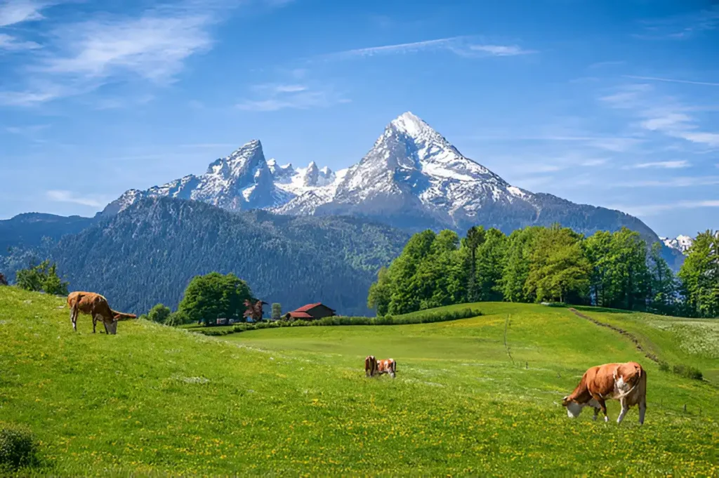 : Idyllic summer landscape in the Alps with cows grazing on fresh green mountain pastures and snow-capped mountains in the background.