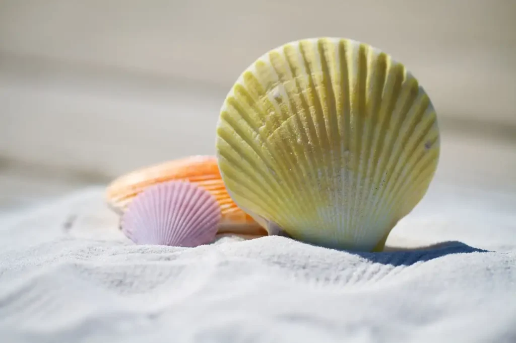 A close-up view of seashells scattered on a sandy beach, embodying the beach aesthetic.