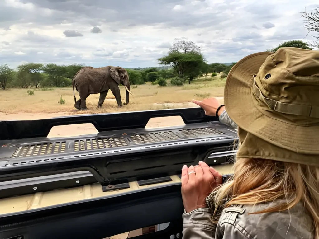  woman dressed in a safari adventure outfit observing an elephant through the sunroof of a safari vehicle, enjoying the wildlife experience.