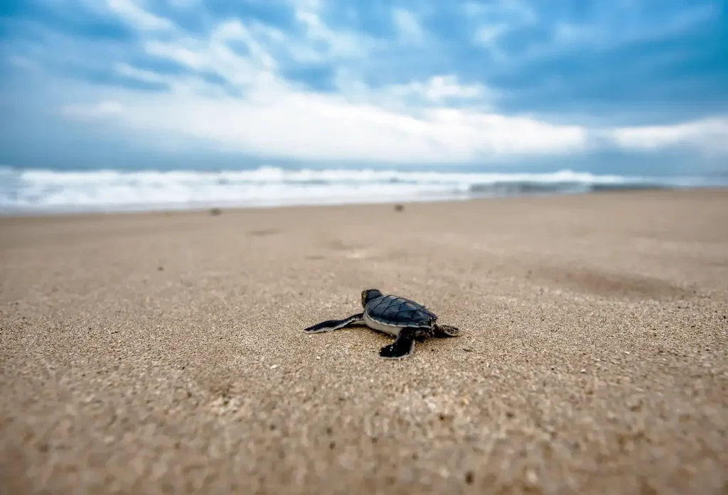 "Phuket Happiness Trips: Turtle Village, baby turtle on the beach ready for release."