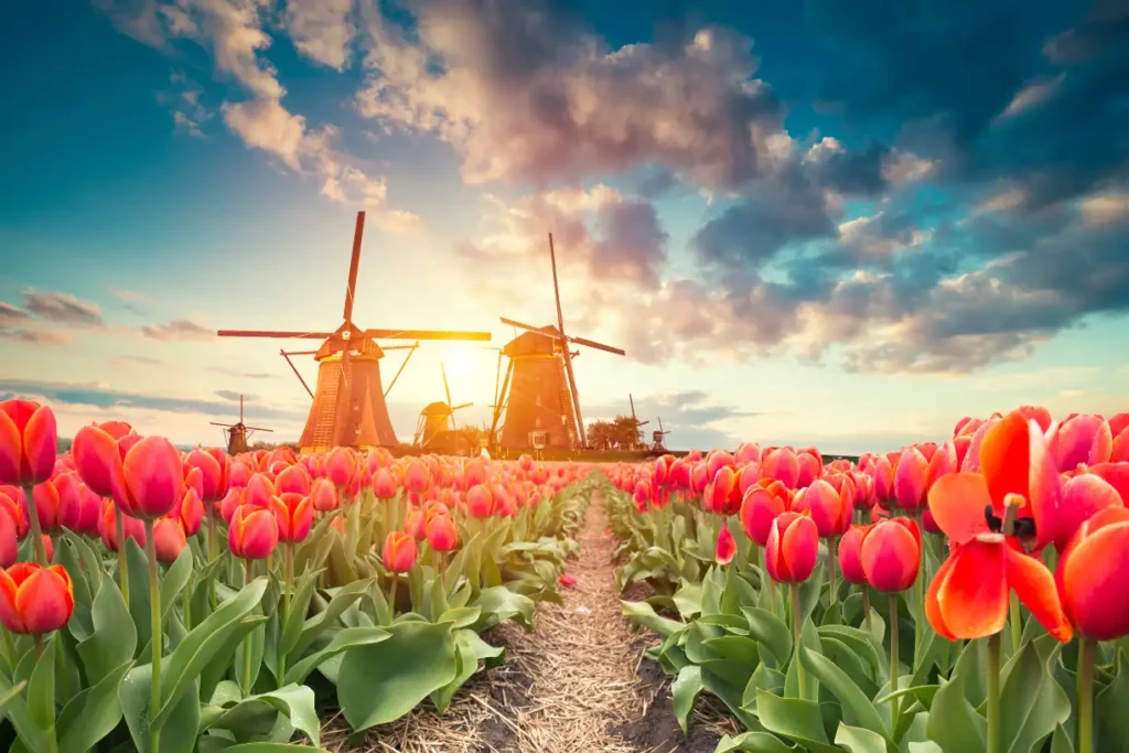 "Vibrant tulip fields in Amsterdam with traditional windmills at sunrise, showcasing the beauty of Amsterdam weather for May."