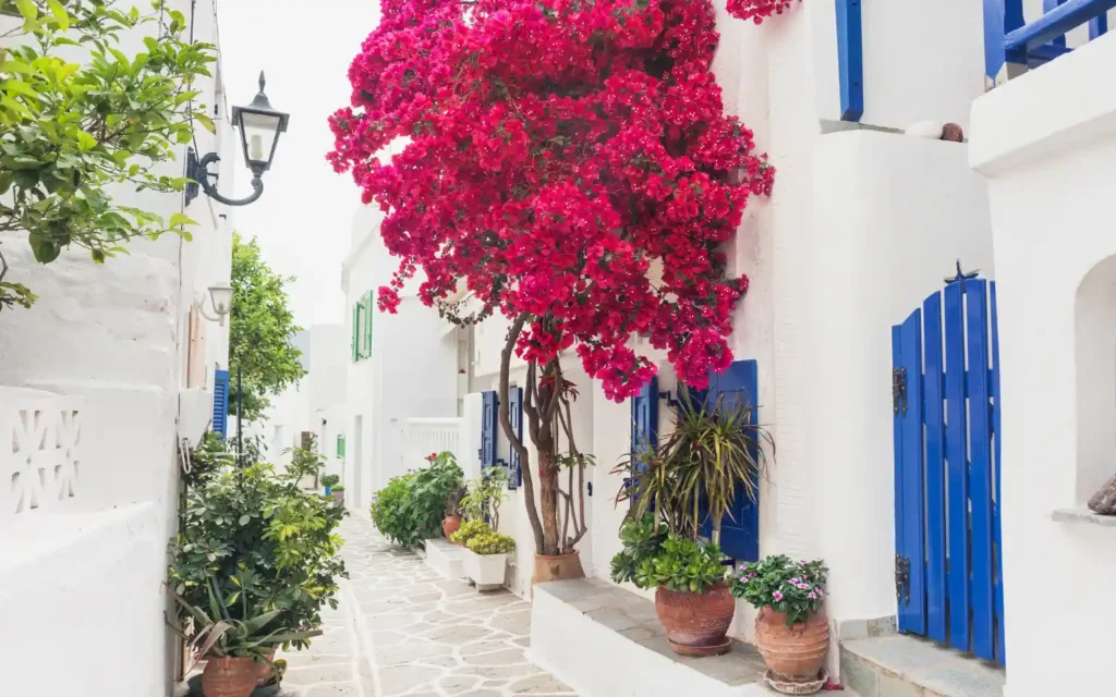 Charming Alley with Bougainvillea in Paros, Greece